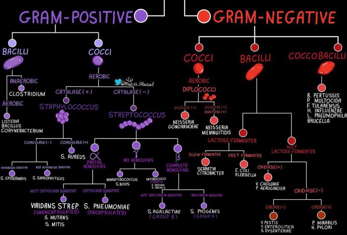 Gram Positive vs Gram Negative
by @medics_AbuSaif
#TipsForNewDocs #MedEd #MedTwitter #medicine