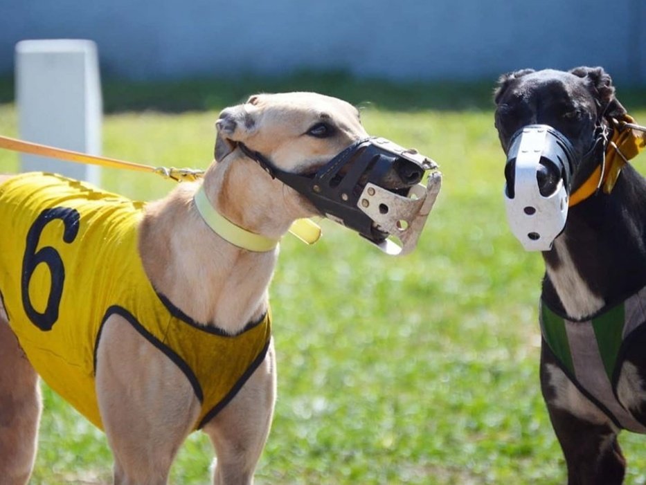 Justin Brannan tweet media