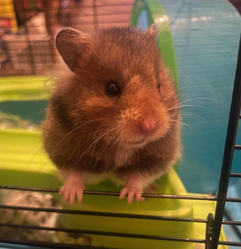 hamsterofthe's tweet image. SPECIAL BONUS HAMSTER 🐹 

🐹 Rupert 
🏷️ @Jess_EL_Chick 
💕 #animaloftheday