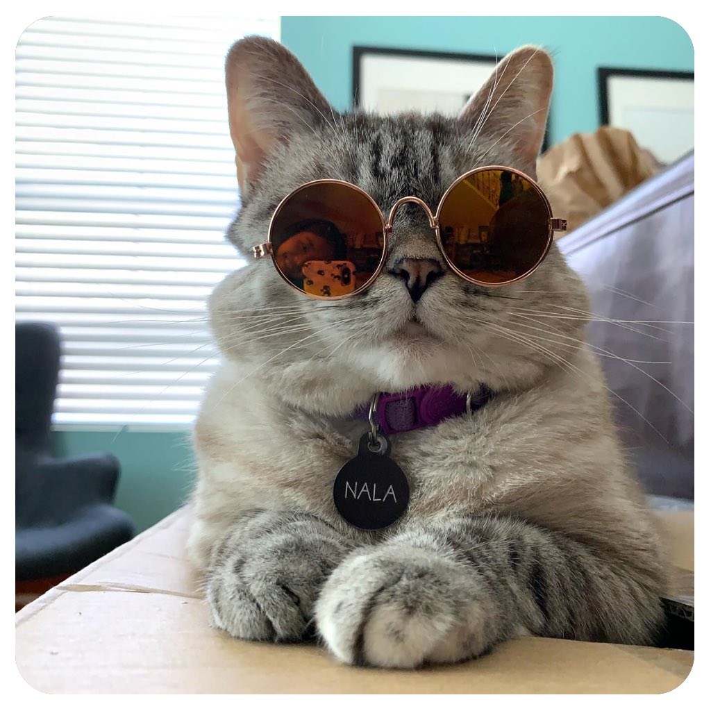 nalathecat tweet media