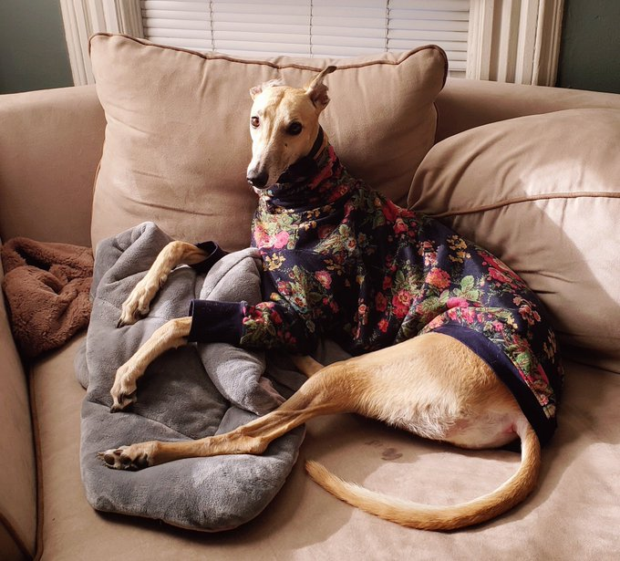 Justin Brannan tweet media