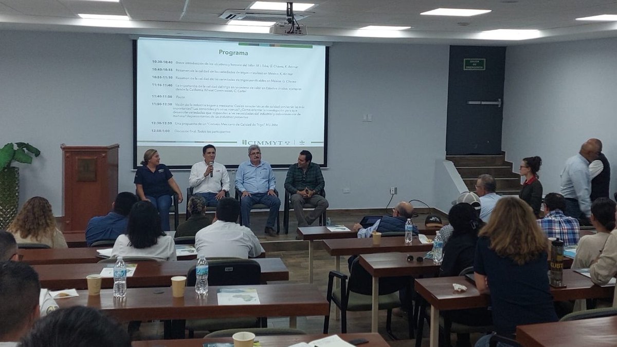 🍞Fantastic discussion on the future of wheat quality in Mexico with breeders, farmers, millers, and bakers' representatives all together. Huge thanks to Claudia Carter from the @CAWheatComm for sharing her invaluable experience. Together, we're shaping a brighter future! @CIMMYT