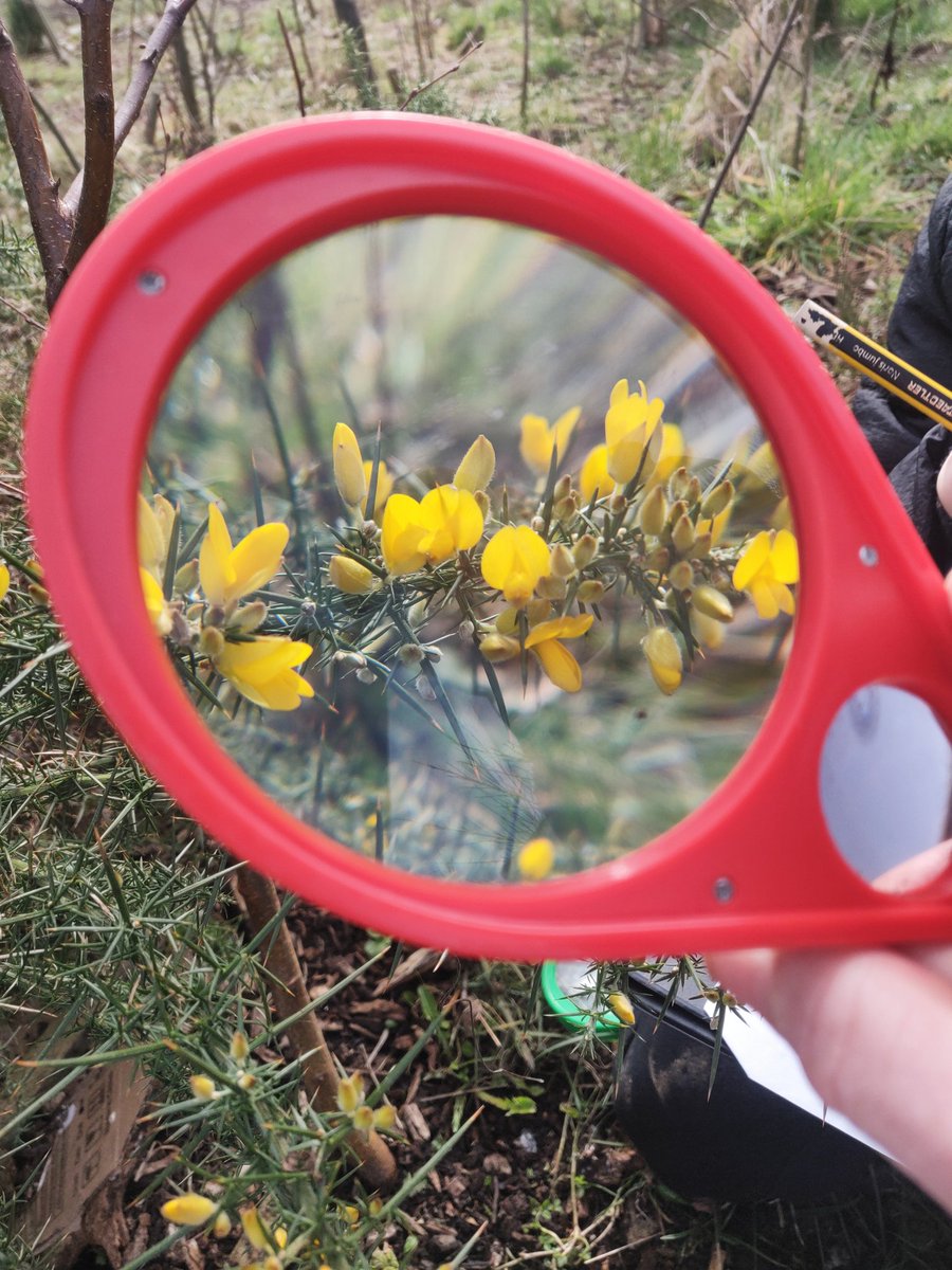 silverhaar1's tweet photo. Spring @woodside_school Wee Forest 😊 @NatureScot 
P1 watched as a queen wasp emerged from the ground, youngsters have wondered at all the bonny tree flowers and leaf buds bursting open...joy x https://t.co/2HOEDgqDZu
