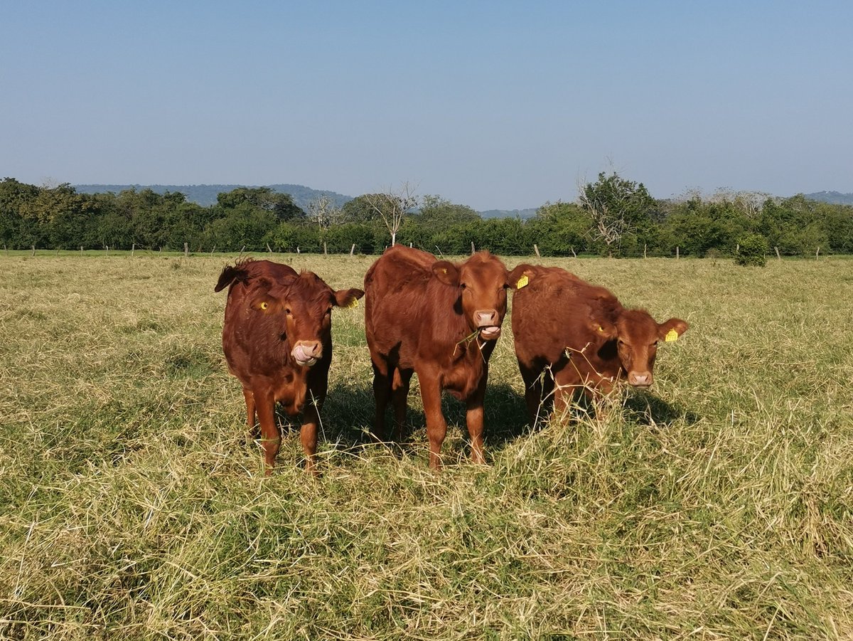 Ranchosybrechas's tweet photo. Queda formalmente inaugurado el fin de semana, deseamos que tengan uno que valga la pena.
.
.
.
.
#rancho #ranchlife #postalesdecampo #ganado #cattle #ElCampoNoPara #SoyRanchero #Huasteca #Veracruz #RanchoCasasViejas #beefmaster #Tepancahual #LFChamizal https://t.co/txjJf3zrNx