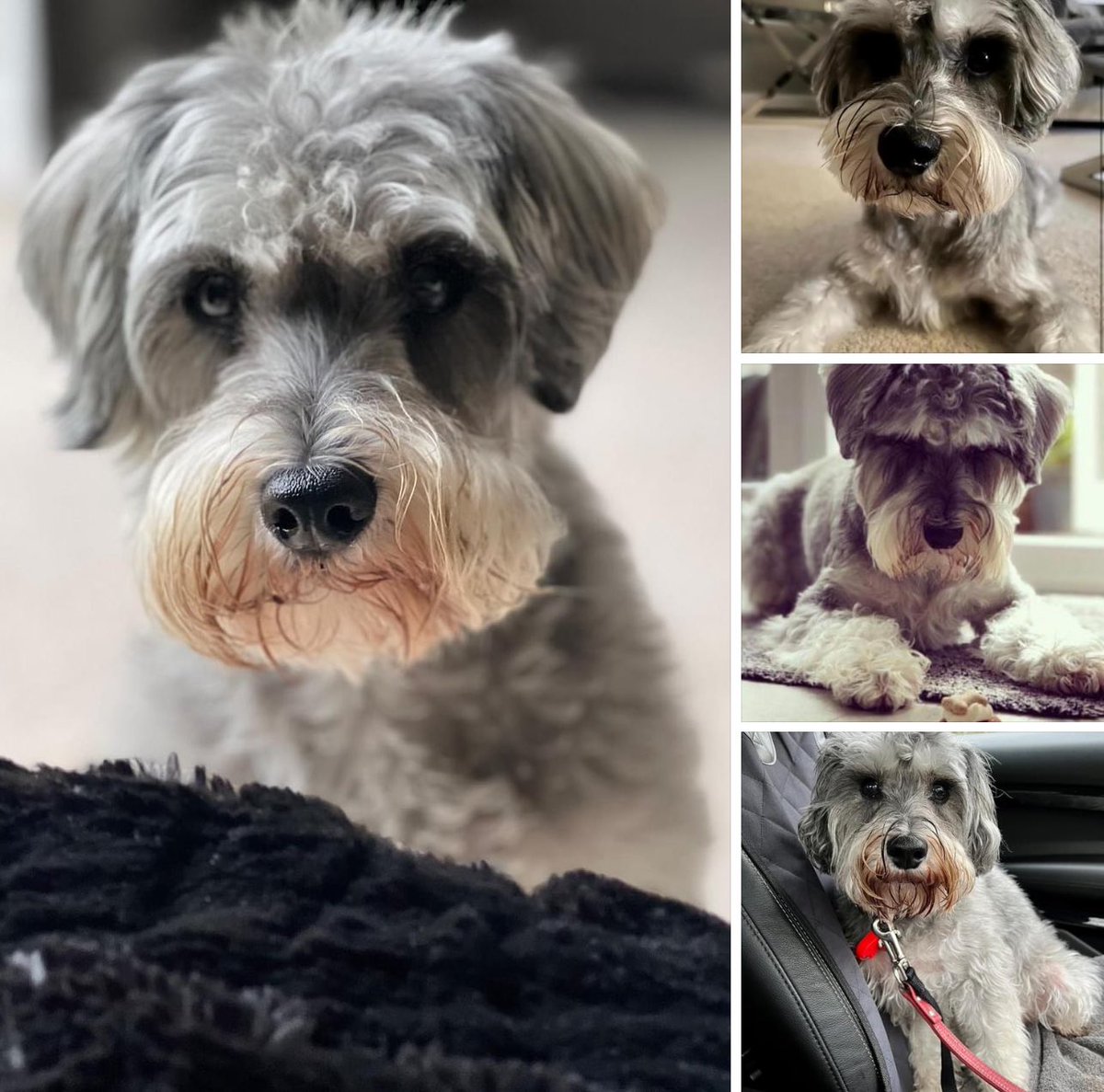 Arthur Schnauzer tweet media