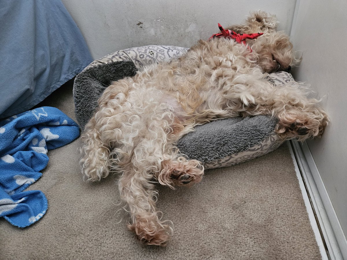 I'm Archer. After my exhausting post-lunch nap, I need a solid sleep 💘🐾 #Lakelandterrier