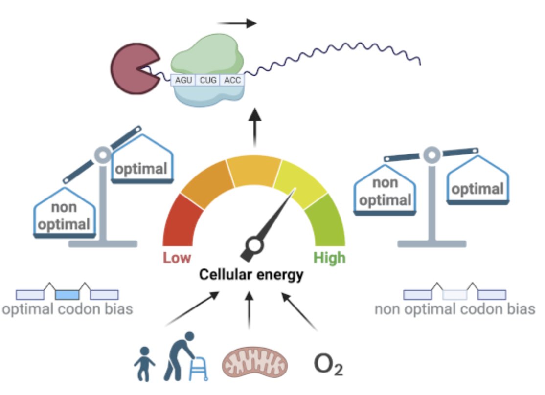 Our paper with @pelechanolab “Cellular energy regulates mRNA degradation in a codon-specific manner” now out at Mol Syst Biol! 1/n embopress.org/doi/full/10.10…