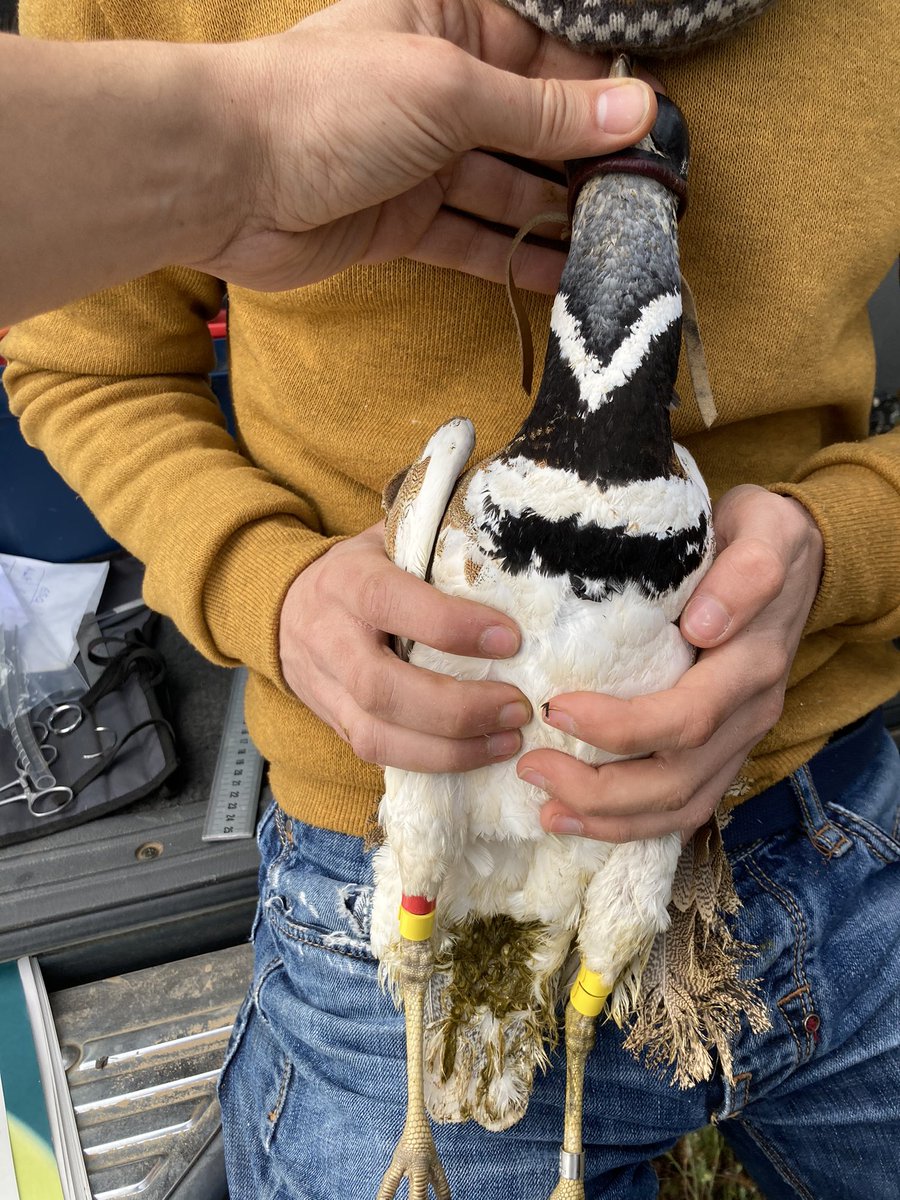 GBiC_CTF's tweet photo. 📣 📣 6 OFERTAS DE TRABAJO 📣📣 Buscamos técnicos/as de campo para trabajar en el seguimiento y estudio de aves esteparias esta primavera-verano. Si tienes experiencia en censos de aves y/o marcajes y te interesa, visita la Bolsa de Trabajo @ctforestal 👉 https://t.co/WLd07Q18Cf https://t.co/29ypggRwuX