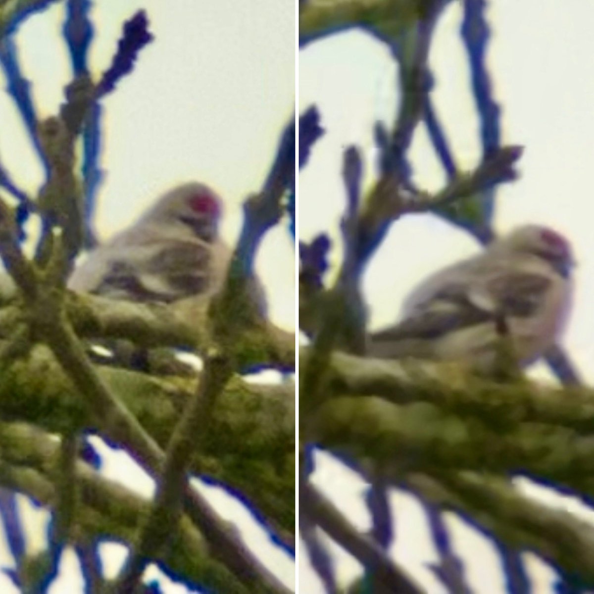 A couple of heavily cropped screen grabs from a phone scoped video of the stunning Coue’s Arctic Redpoll at Helhoughton this morning found a few days ago by @Oriole_Ashley . It’s a real snowball. There are some very striking Mealy’s around too….