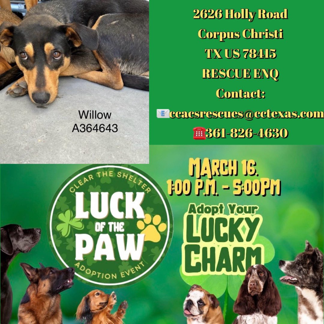 🆘WILLOW 2yrs 
🆘DARLA 9mths BABY😭
#A364642 #A364643
CorpusChristi AC Tx
Australian Kelpies
Both SCARED don’t want 2 DIE together
🔥☠️3/18☠️🔥
In same kennel 4 comfort
DARLA looks 2 Mama 4 protection but WHO can Mama look 2?
They need your HELP
Plz #Pledge 4 #Rescue save