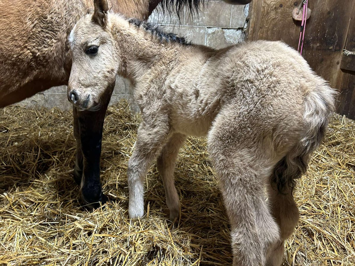 Congratulations to the folks at Madahoki Farm! ASSEMA is the second Ojibwe Spirit Horse to be born at the farm, and is absolutely adorable 😍📷Ron Kok @ottawasolstice #madahokifarm #spirithorses #ojibwespirithorses