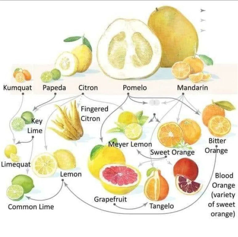 The three ancestral species in the genus Citrus associated with modern Citrus cultivars are the mandarin orange, pomelo, and citron. 

Almost all of the common commercially important citrus fruits  are hybrids involving these three species with each other.