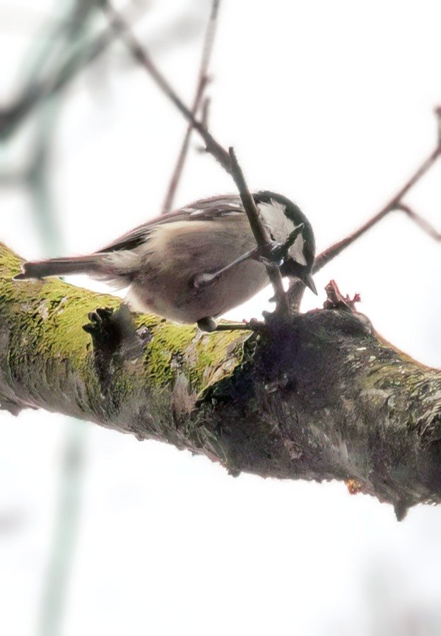 Little Coal Tit seen on my woodland walk 
#coaltit #woodlandbirds #birds #nature #wildlife