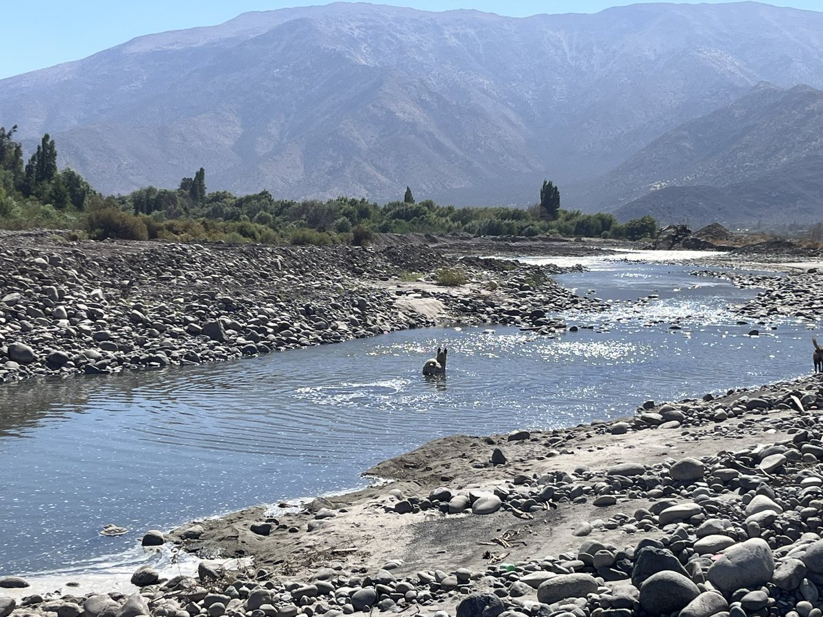 HCGALAZ's tweet photo. @GOREValparaiso DOH destruye cauce del rio aconcagua entre los puente el rey y puente las tinajas para instalacion de canalon deja el rio sin cauce definido esto va a ser un serio problema para las crecidas de cauce en invierno afectacion directa para vecinos del sector https://t.co/vwP9360Uoh