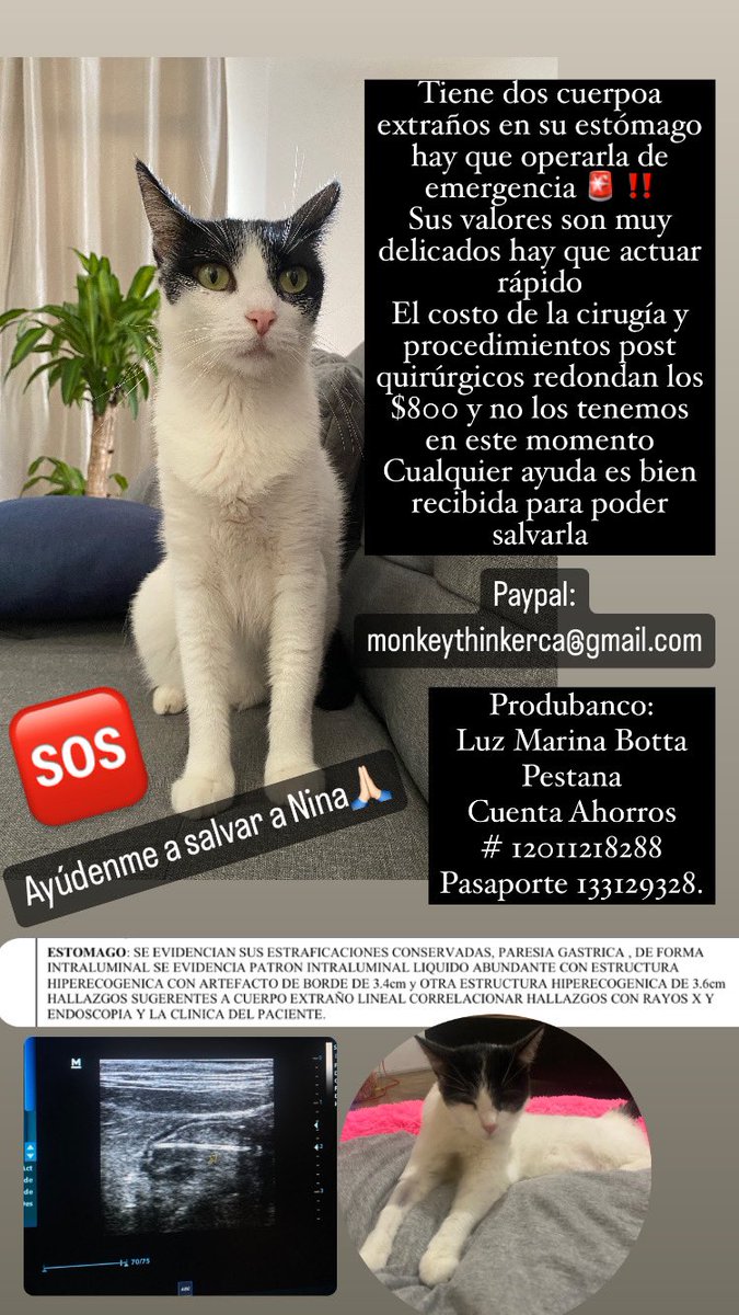 BlondeSmall's tweet photo. Ayúdenme a salvar a Nina🙏🏻😭 https://t.co/9Xr5ZJosYJ