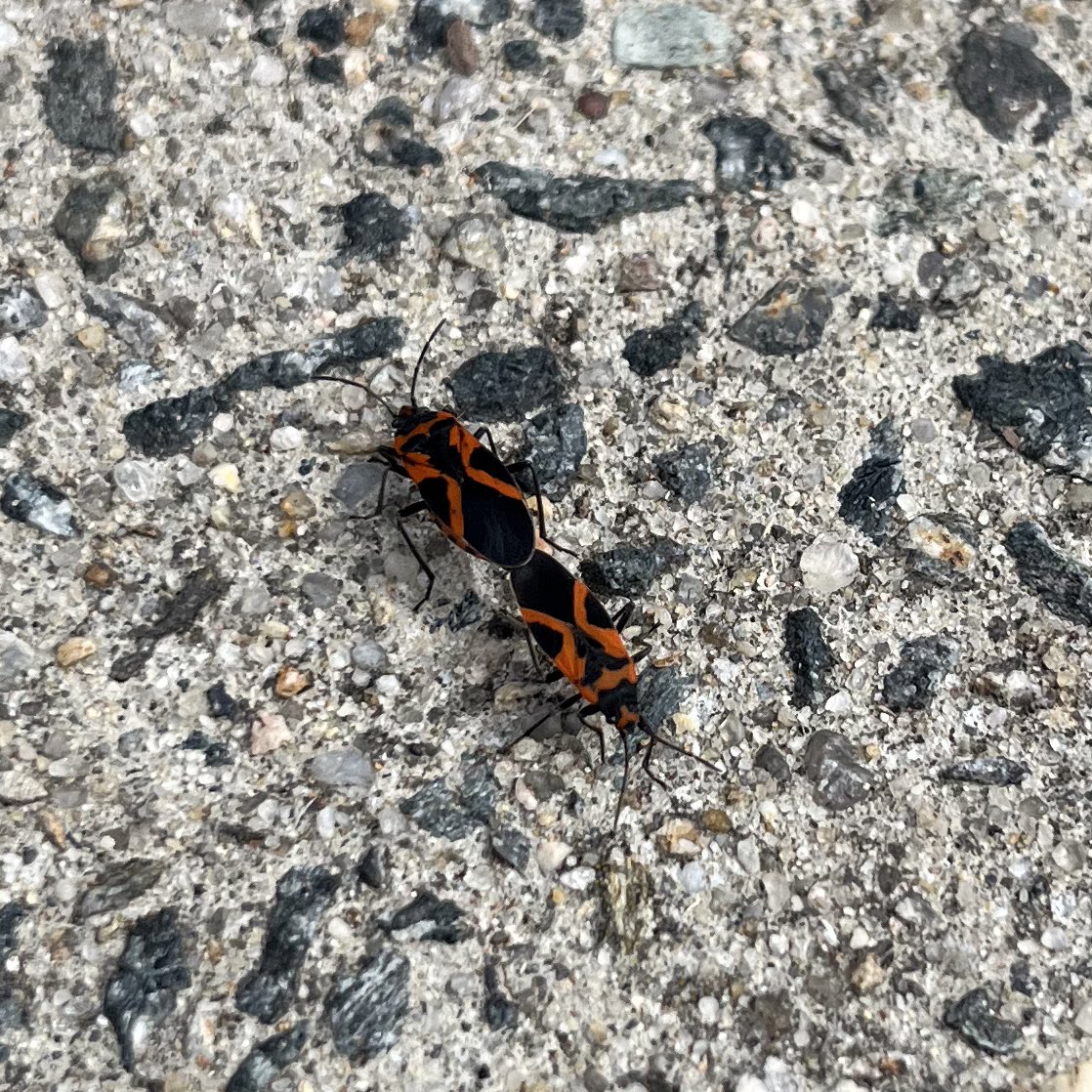 what’s goin on here? are these two bugs dancing? are they not speaking to one another but walking to the same
store? I’m trying to walk my dog and I refuse to leave from this spot until my question is answered