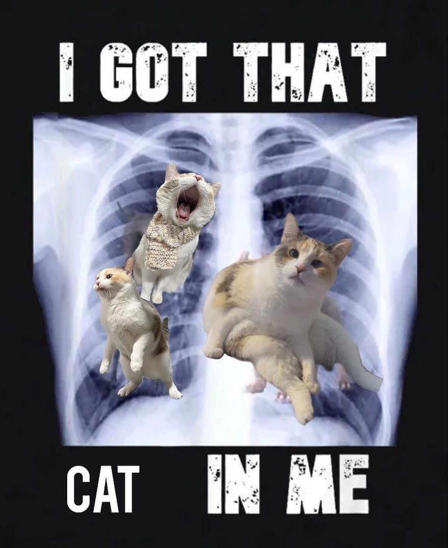 Punch Cat tweet media