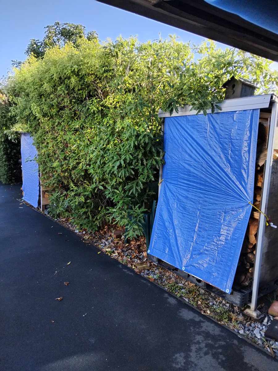 We've had a  long dry summer since Christmas,  30°c last week, then boom! a big Southerly last night and woke to a frost this morning, but it'll be a beaut day. Clocks go back in a fortnight, bugger. Two wood bins choka, bring it on.