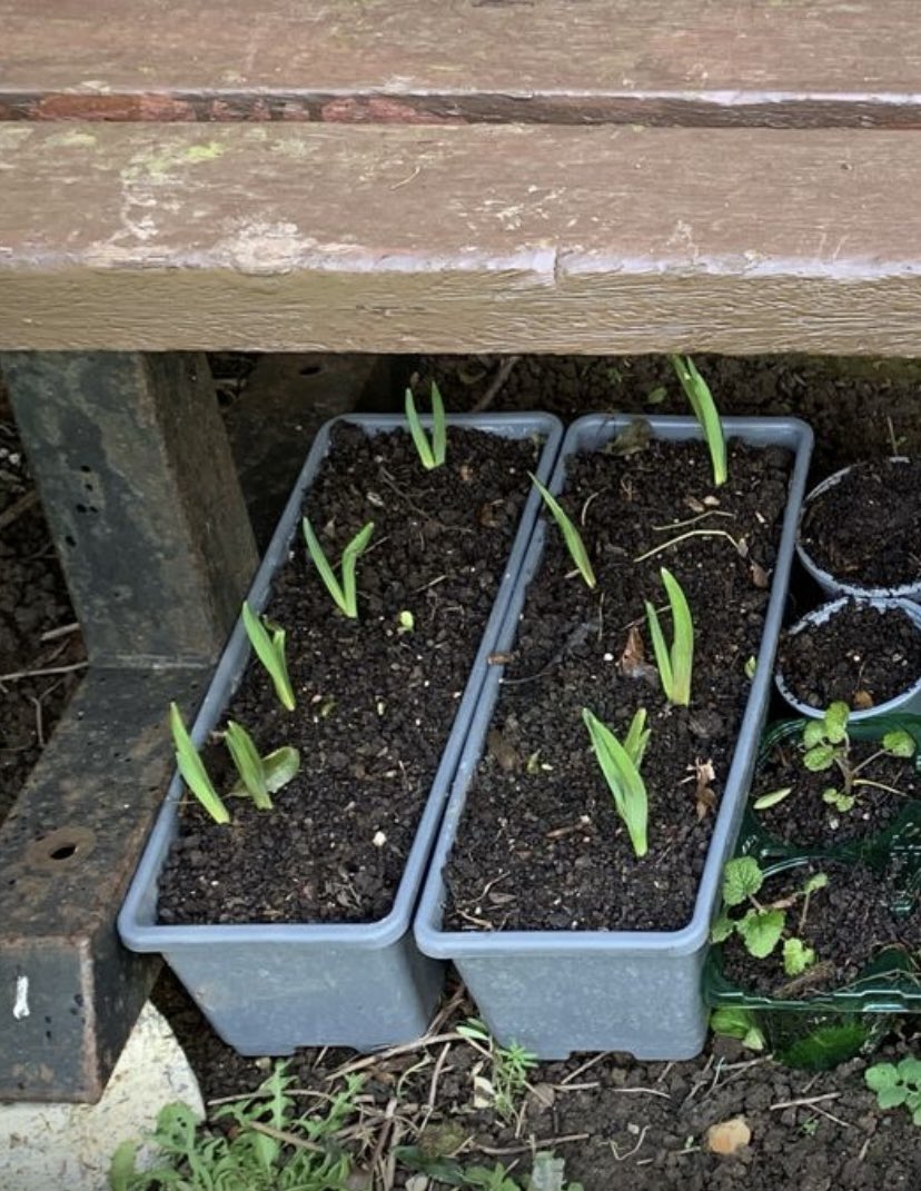 FMLdizzyAF's tweet image. So happy #GardenersWorld is back for another year 2024. My garlic, lemon balm and mint are already growing well outside 🌱