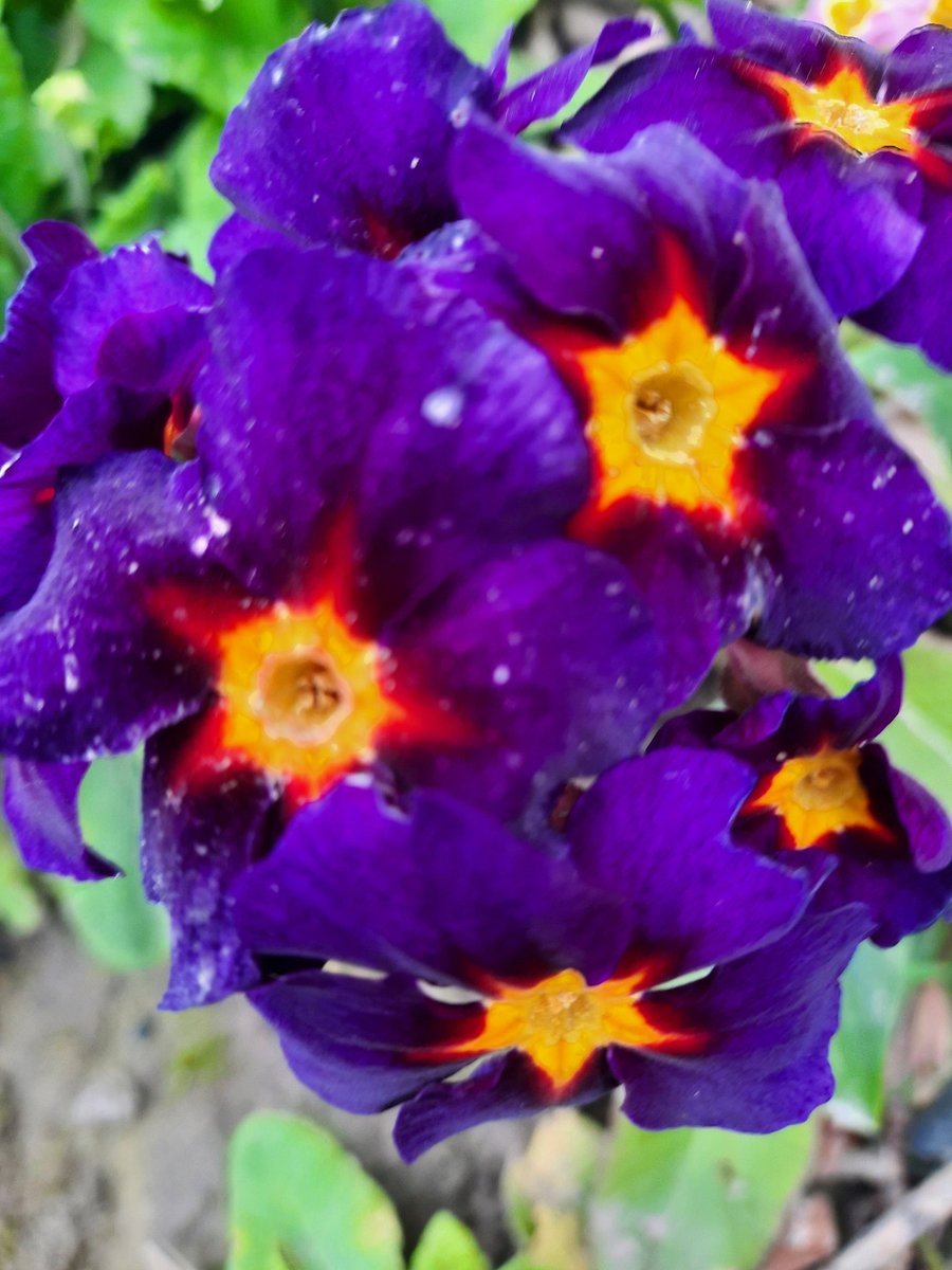 iris_orduna's tweet photo. Flowers #orduña https://t.co/tDE0UZDiV3