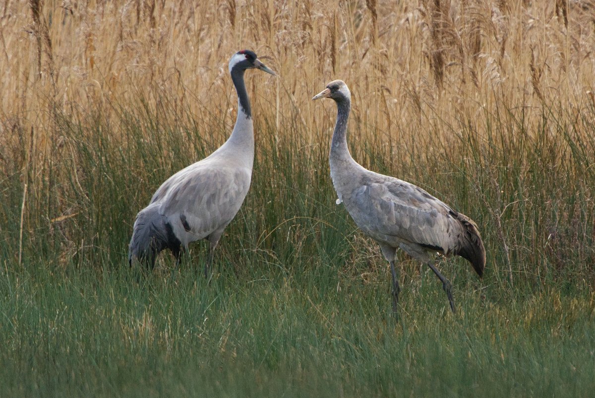 Hello again! Ruby and Wilde's youngster dropped in with its parents to the Hogarth Hide, throwing back to the time I spent watching them in the same spot last summer. He's come along a fair way! #GlosBirds