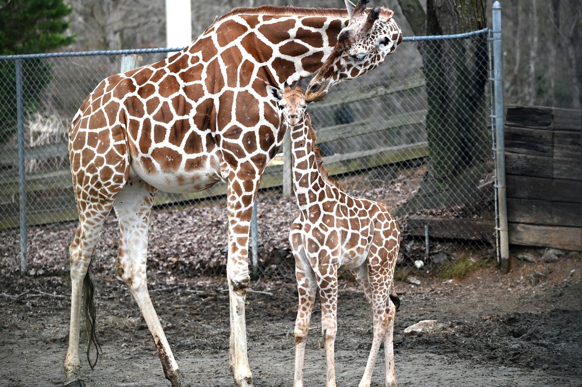 Meet Kenna, our newest Giraffe calf born on Dec. 13 to parents Eva and Wakati! She has integrated well into the herd, especially with the other two male calves, Hawthorne and Boomer. This is the second time in our history we celebrated three giraffes born in one year!