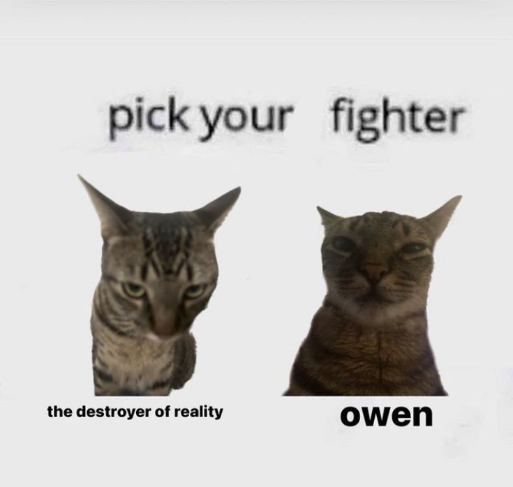 Catsillyness's tweet photo. who do you pick? https://t.co/3JqI7Y9fSg