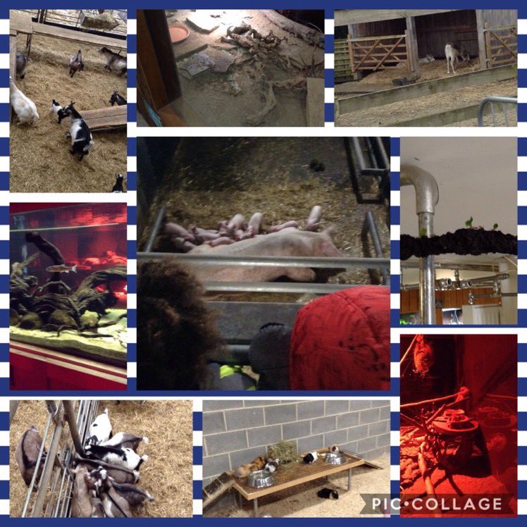 Year 2 really enjoyed their trip to Cannon Hall Farm yesterday - from the tractor ride to watching the baby goats (kids!) race each other. We can't thank @cannonhallfarm enough! 😊