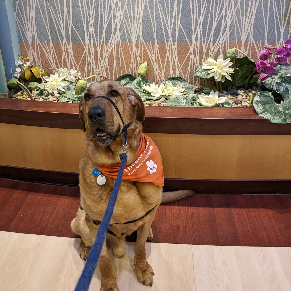 Who's a good boi? Faroe, the GW Cancer Center's therapy dog, is! Patients in the infusion center ❤️ him, and his visits make their day that much better! #therapydogs #GWcancerCenter #mustlovedogs