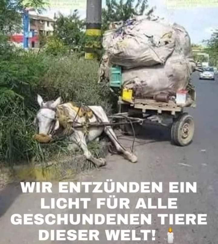 Gem_f_d_Tiere's tweet photo. EIN LICHT FÜR ALLE GESCHUNDENEN TIERE DIESER WELT!🕯
Es tut uns leid, wir können euch nicht allen helfen und sind oft nur machtlos!😪 https://t.co/0acuXlXohn