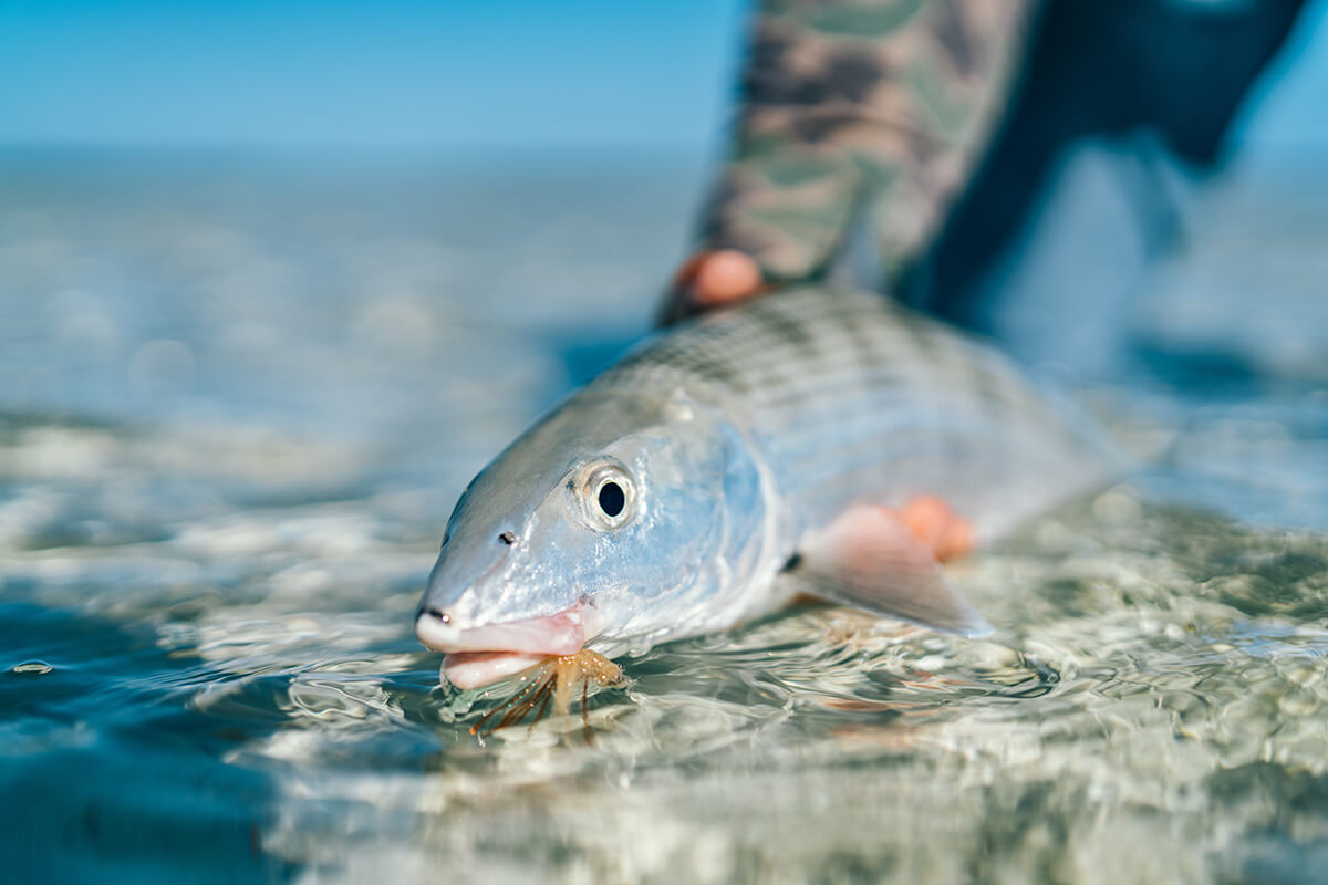 Bonefish aren't called the phantoms of the flats for no reason! 👻 Whether it's a fly, lure, or live bait we want to know your go-to method for catching bonefish. ⬇️ 📷 : @CostaSunglasses #floridasportsman #floridafishing #bonefish #florida #flatsfishing #saltwater