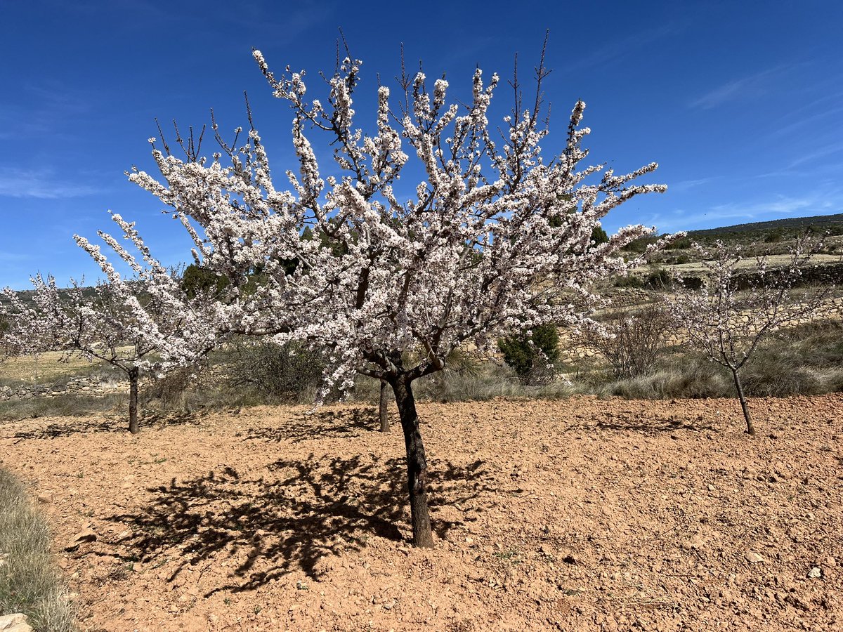 Almonds in the Mediterranean are lovely. I wish a more sustainable management willbe applied soon!!!!