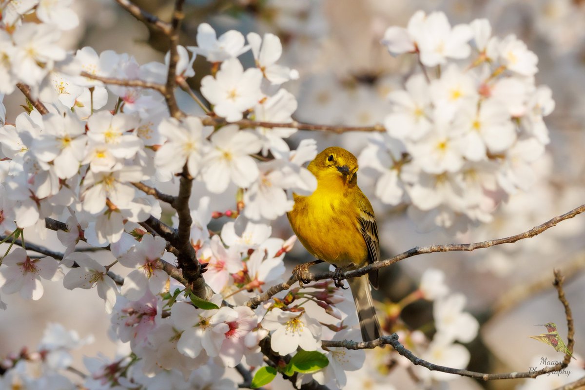 gone_mac's tweet photo. I caught this Pine Warbler in a Japanese Cherry Tree 🌳.
#Canon EOS R7

#pinewarbler #Setophagapinus #warbler #NewWorldwarbler #birdphotography #birdwatchers #ornithology #japanesemapletree 
#TwitterNatureCommunity #birds #birdphotography #BirdTwitter #ShotOnCanon #CanonFavPic https://t.co/GY3sllrDeU