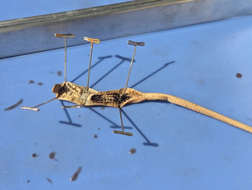 WashingtonSTEM tweet media