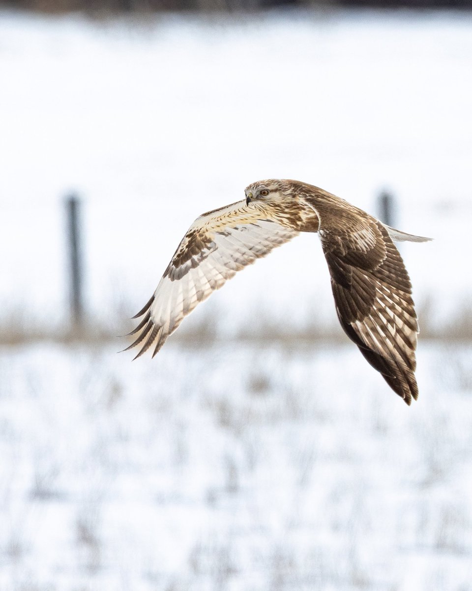 TCNaturePhotos's tweet photo. A rough-legged hawk on the hunt in Central Alberta.
#hawkwatch #birdphotography #explorealberta https://t.co/7UXBdSV8OQ