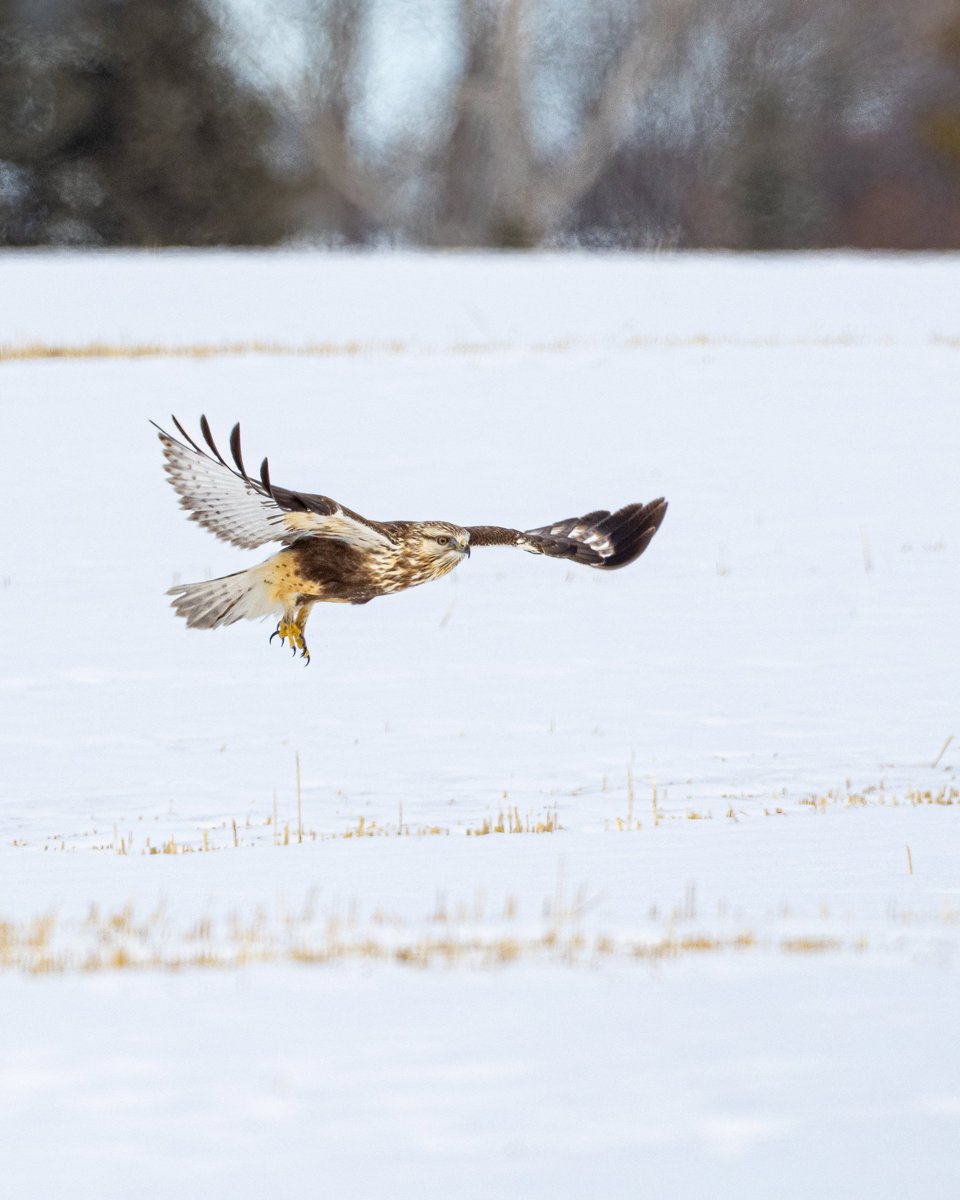 TCNaturePhotos's tweet photo. A rough-legged hawk on the hunt in Central Alberta.
#hawkwatch #birdphotography #explorealberta https://t.co/7UXBdSV8OQ