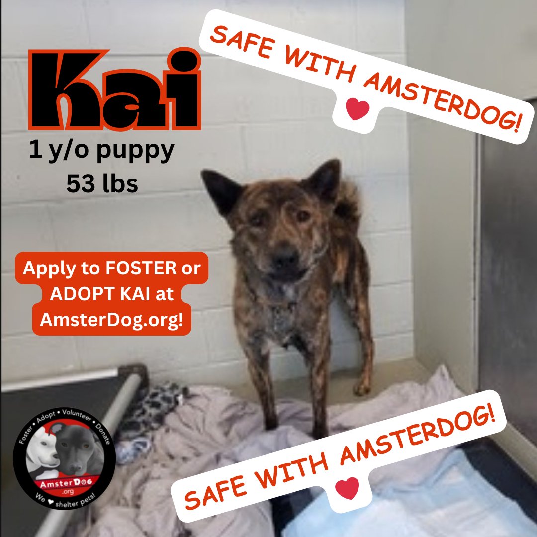 🎉KAI is SAFE with AmsterDog! 🐾Foster/ADOPTER still needed 1 y/o, 53 lbs, dog friendly 🏡 adult home to decompress UTD, microchipped & Will be neutered, high energy 👉Apply at AmsterDog.org