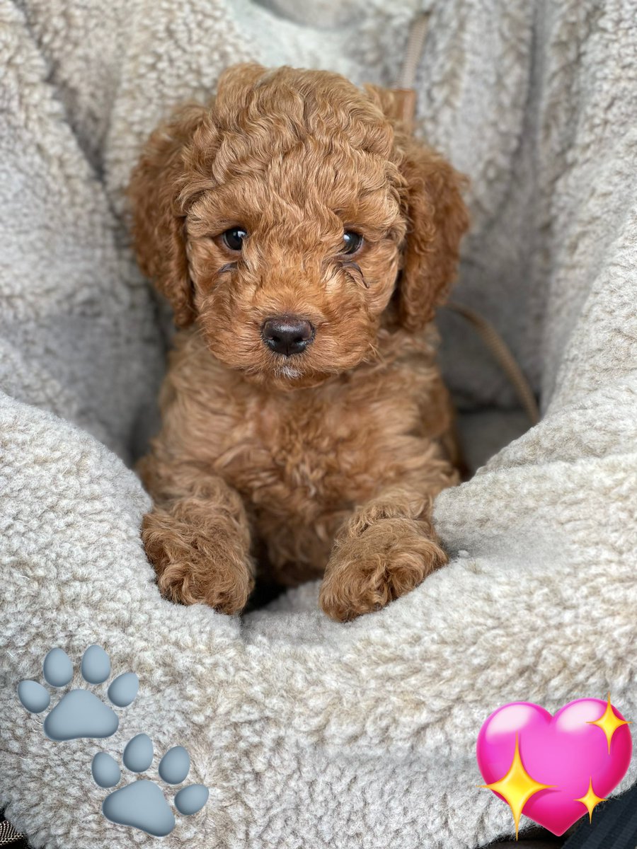 Dit is m’n nieuwe vriendje “Bobby”. Hij heeft vandaag zijn 9 weken injectie gekregen en is mee boodschappen wezen doen. Hij geeft nu al aan wanneer hij naar buiten moet, dat is best snel. Ik ben helemaal over the moon met hem, hij is top! 💖💕🥰🐾