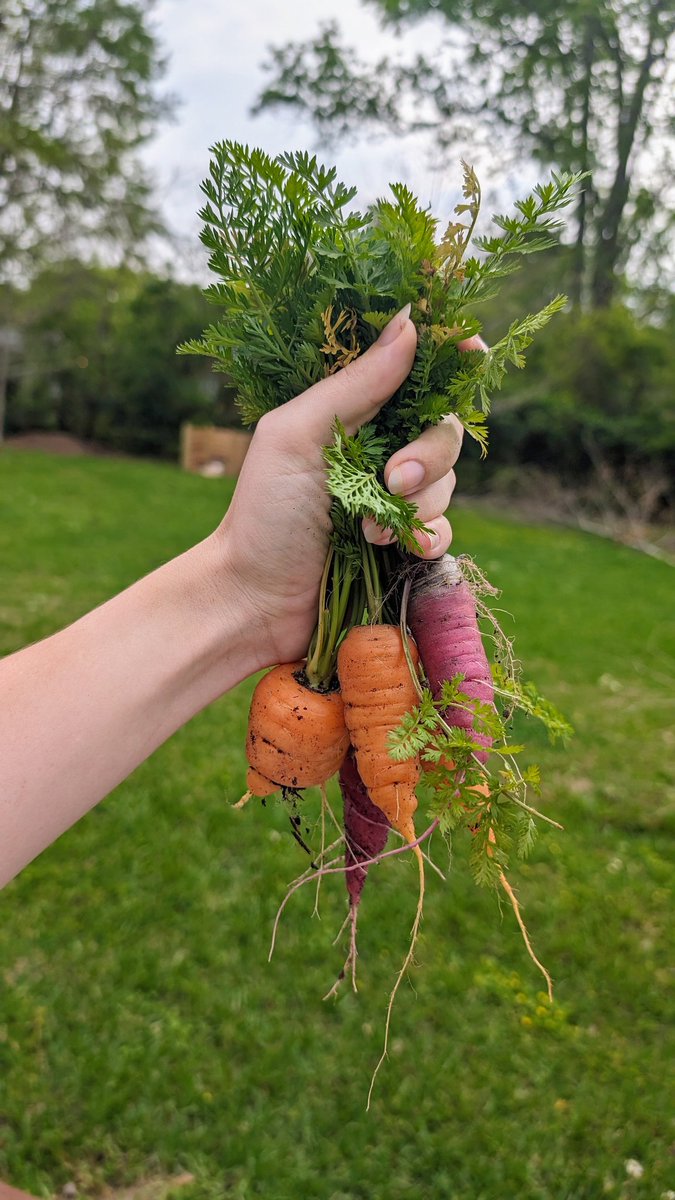 today's harvest