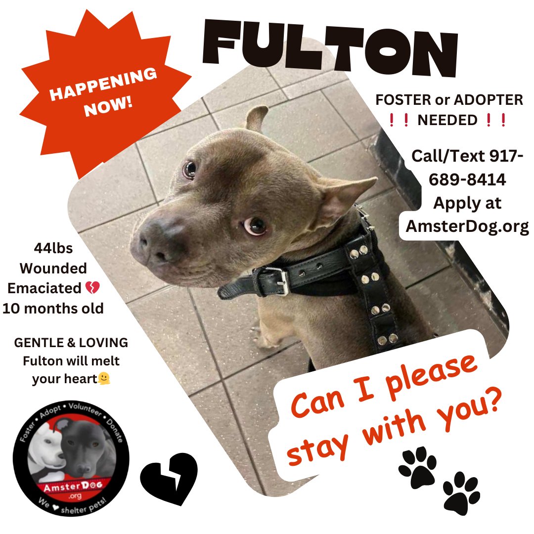 HAPPENING NOW IN MANHATTAN: sweet baby FULTON is off the streets & at the vet, URGENTLY NEEDS A TEMP FOSTER IMMEDIATELY! Well-behaved, sweet & gentle, obedient, shyly enjoying pets even tho he is scared, exhausted, wounded & emaciated 💔 🙏 GIVE GOOD BOY FULTON A CHANCE 🙏