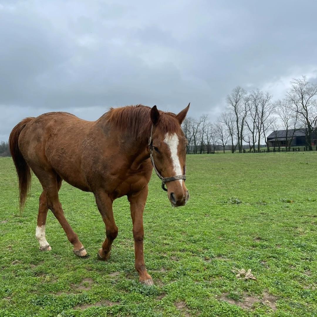 ukHolloway91's tweet image. She’s not on Twitter anymore, but she won’t mind. My friend Juanita was able to visit a muddy #WiseDan today. 🐐