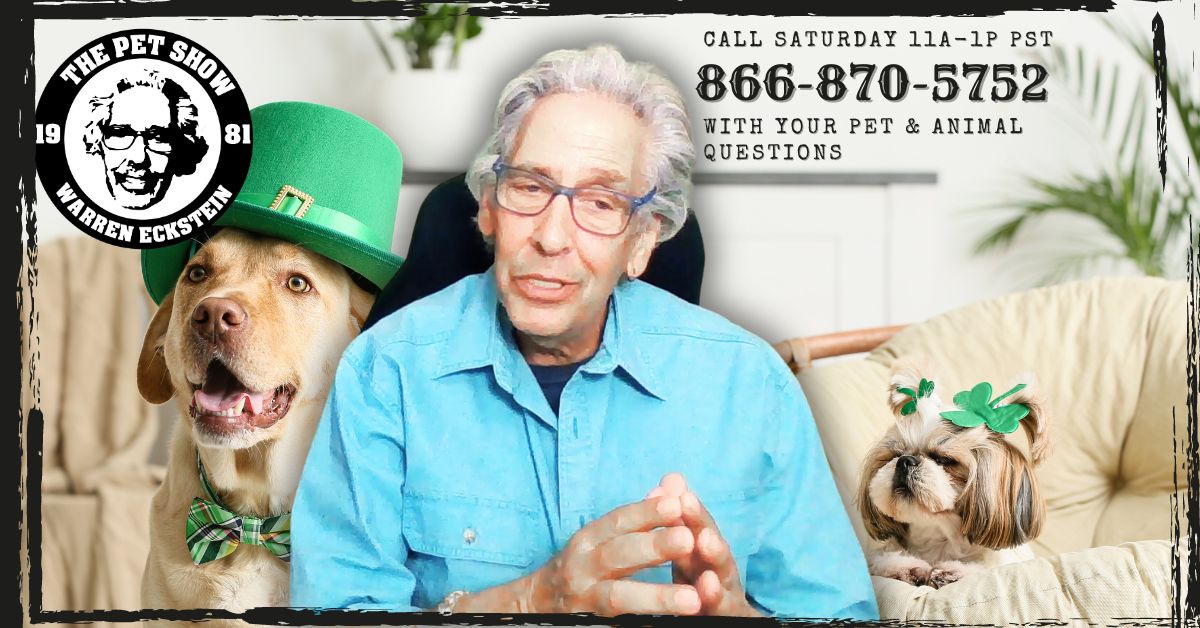 🐾🎬 Join us as we dive in2 🐶training methods, uncover surprising connections between 🐱& Major League ⚾, &explore why 🐶react 2 animals on TV. 📺In honor of St. Paddy's Day, we'll celebrate animals from Ireland! 🍀🗣️  #PetBehavior #TrainingTips 🐶🐱📻youtu.be/yKdCMt2eaL0