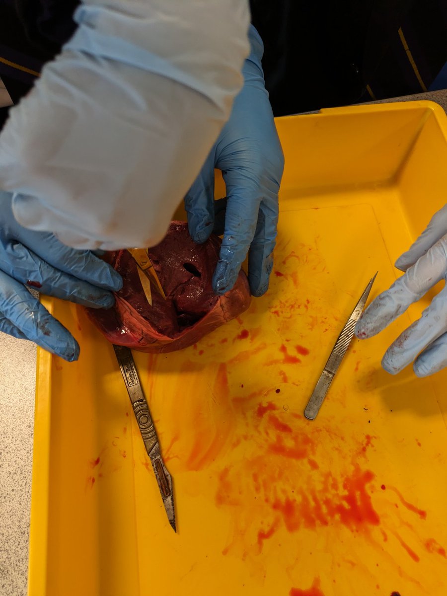 TommyTeachPE's tweet photo. I did something new this week, taught myself how to dissect a heart then taught my Y7 science class. #alwayslearning @OACaScience https://t.co/wNKFoimpOE