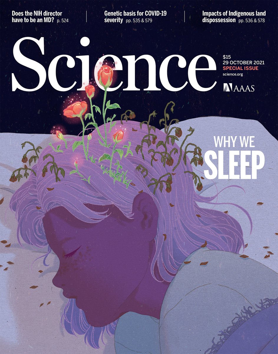 As we sleep, our bodies may be quiet and largely immobile—but our brains are highly active. A special issue summarized recent insights into the basic mechanisms underlying sleep and the many functions our brains perform during it. scim.ag/6f0 #WorldSleepDay