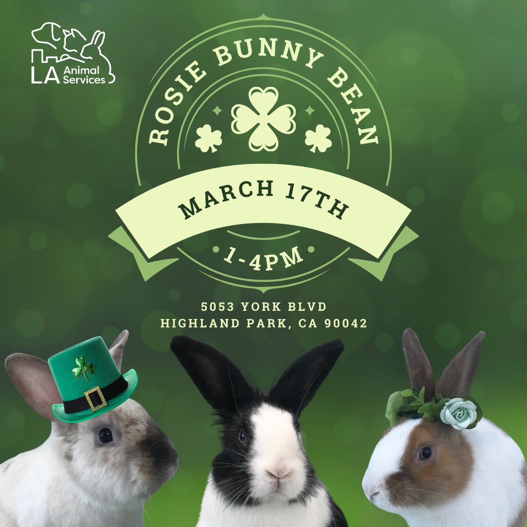 LACityPets's tweet photo. Join us this Sunday, March 17th to meet some of our adoptable rabbits! 🐰🍀

📅 March 17, 2024
⏰ 1pm-4pm
📍 5053 York Blvd. Highland Park, CA 90042

#lacitypets #HumaneLA #adopt #rabbitsofLA #rabbits #losangeles https://t.co/TXW7v0gimC