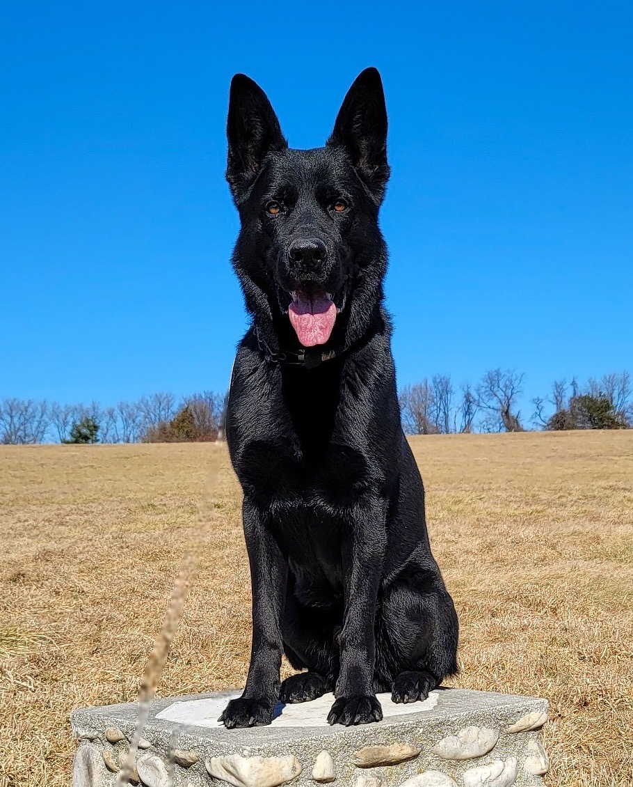 K9 Dinero has been training his entire life to be a police dog. He is now a dual purpose K9 with the Philadelphia Police Department. Dinero needs our help getting a bullet & stab resistant vest. Please help protect this good boy. 🚨HELP K9 DINERO HERE ⬇️ k9sofvalor.org/vests