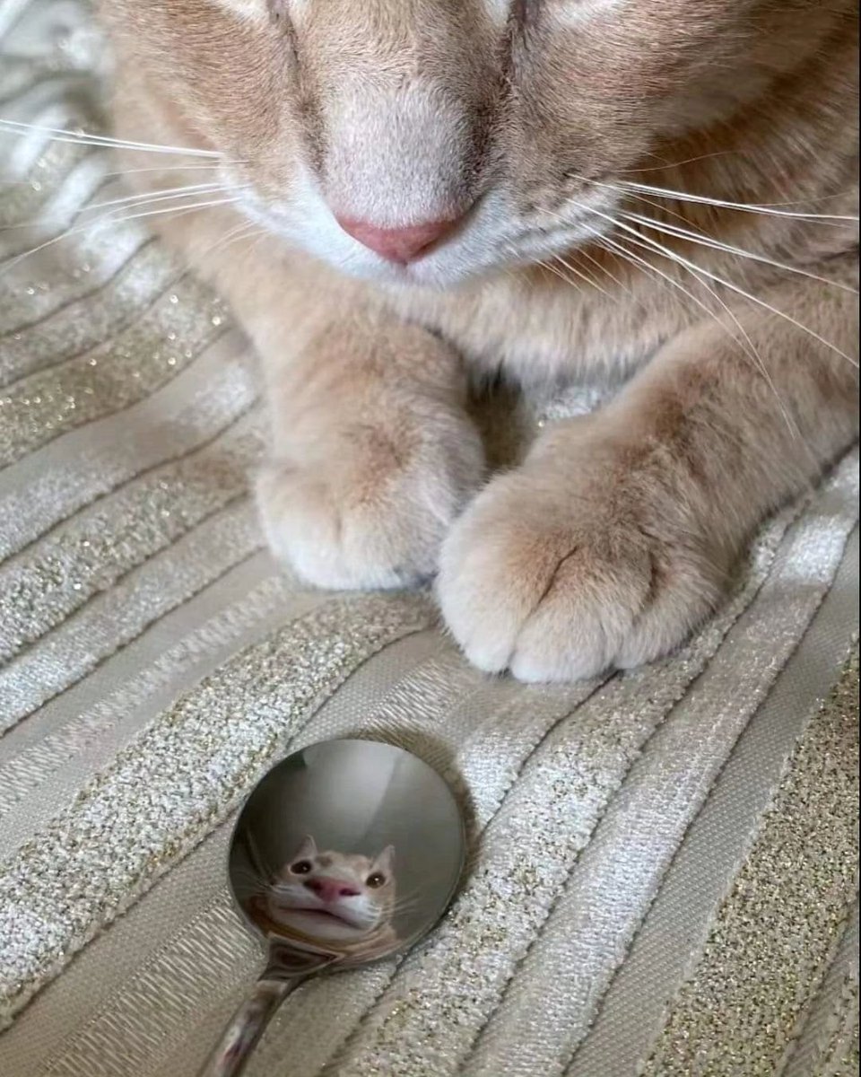 Punch Cat (@punchingcat) on Twitter photo 