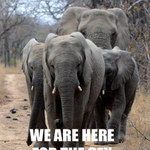 Photo by Elephant on surf (@eos_meme)
