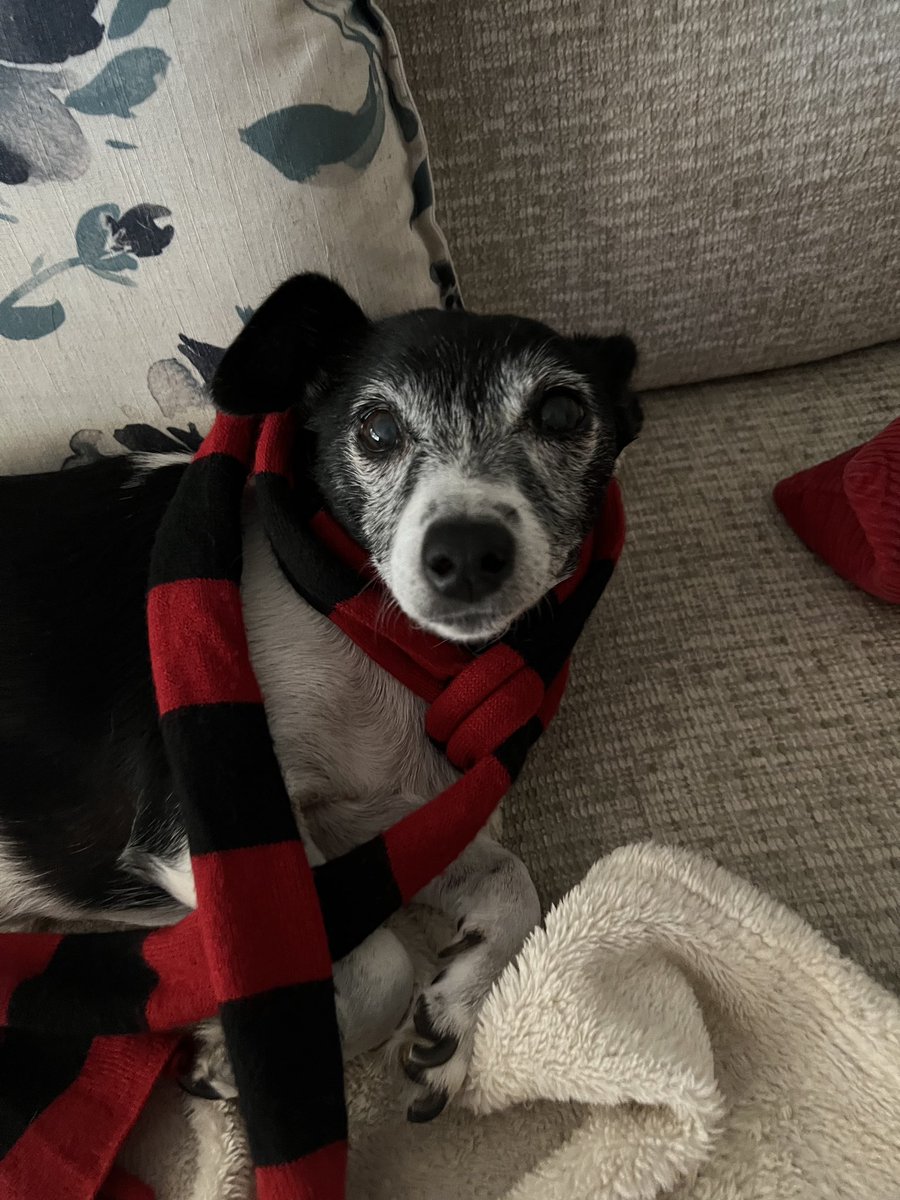 Go Bombers ❤️🖤 @essendonfc