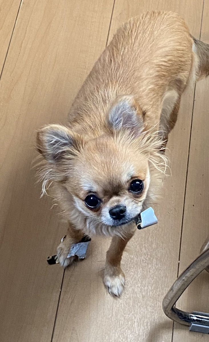 yuiya888's tweet photo. スーちゃん🐶やっぱり家具をガリガリやるねぇ💦
予防してて良かったわぁ💦 https://t.co/opbk7ZVZkX